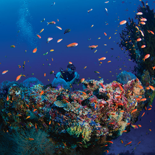 シュノーケルやダイビングを楽しむイメージ3