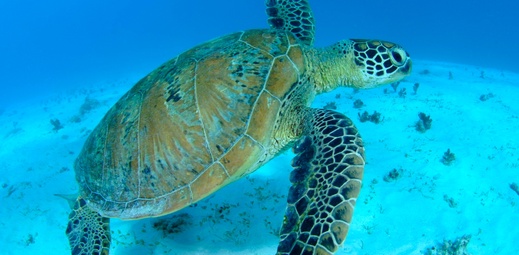 遭遇率90%!?海ガメに会える